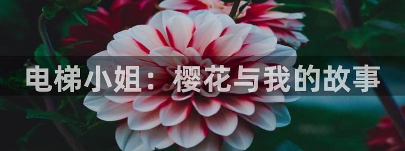 colamanage漫画：电梯小姐：樱花与我的故事